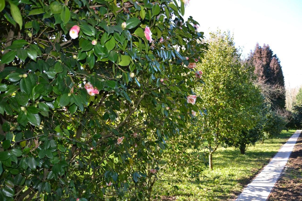 Quinta D'Avo Amelia Bed & Breakfast Alquerubim Eksteriør bilde